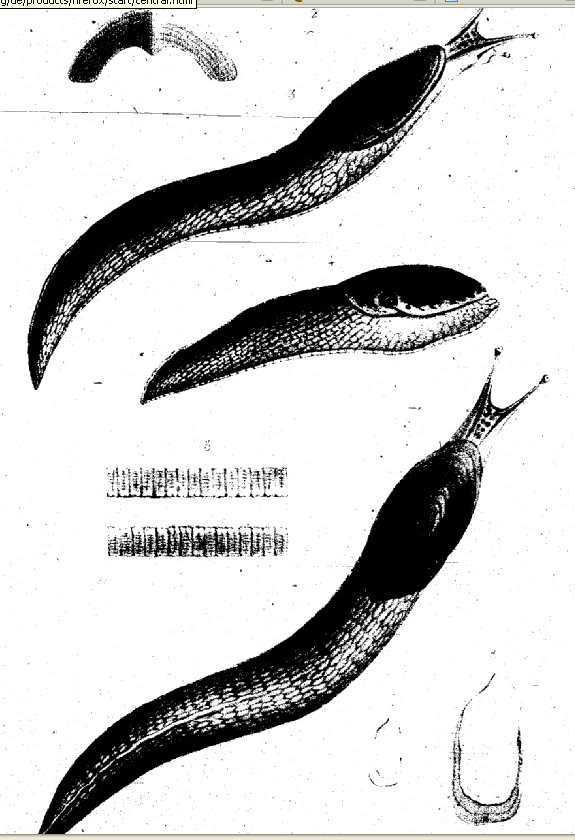 Limax erythrus  Bourguignat 1864